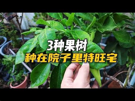 北部適合種什麼水果|北部適合種什麼水果？25種水果種植指南，新手也能輕。